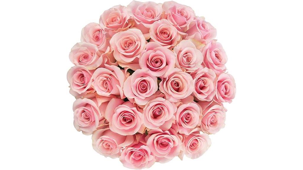 premium ecuadorian pink roses