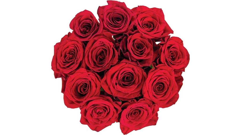 premium ecuadorian red roses