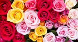rose color meanings explained