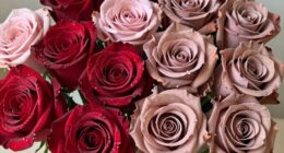 lasting roses or fresh