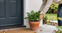 I Discovered The Perfect Front-Door Plant—and It’s Foolproof